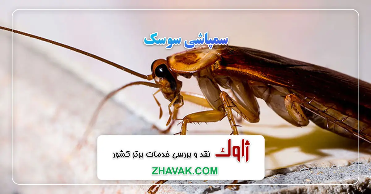 Read more about the article سمپاشی سوسک