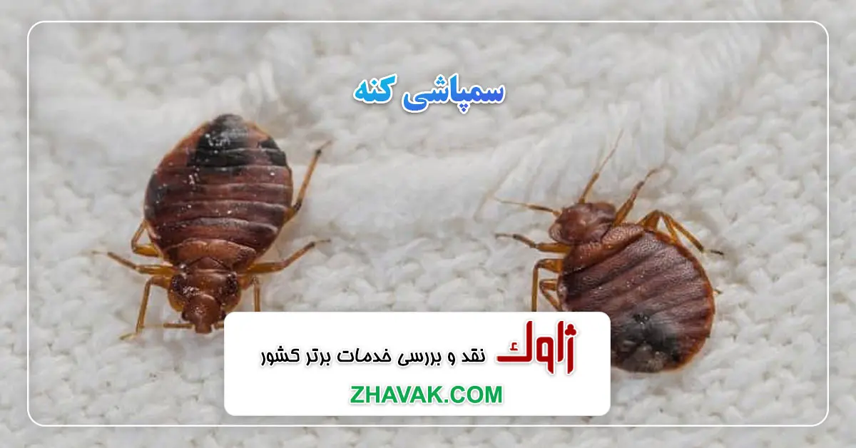 Read more about the article سمپاشی کنه