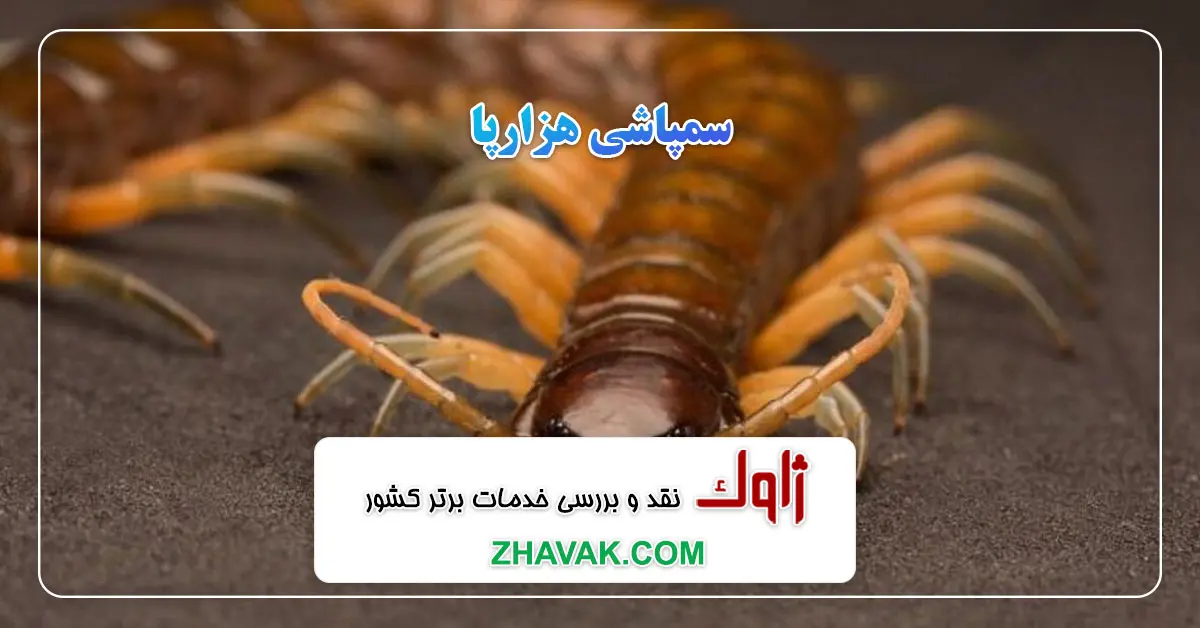 Read more about the article سمپاشی هزارپا
