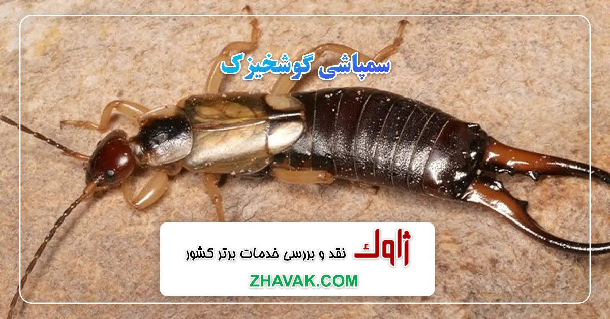 Read more about the article سمپاشی گوشخیزک