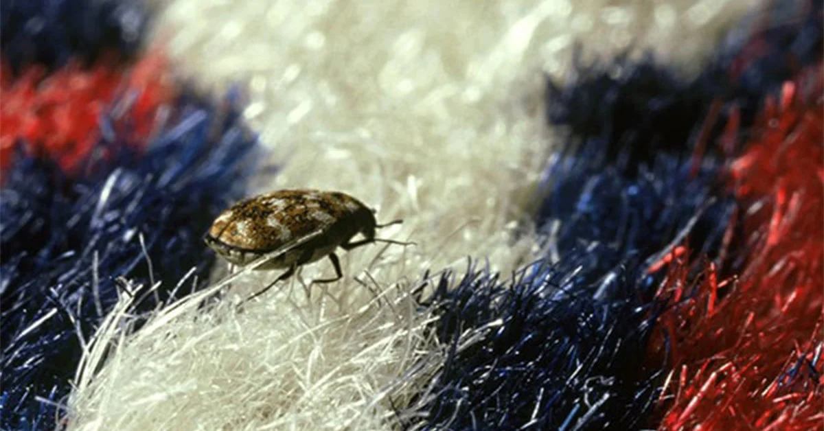 Read more about the article سوسک فرش و قالی چیست؟