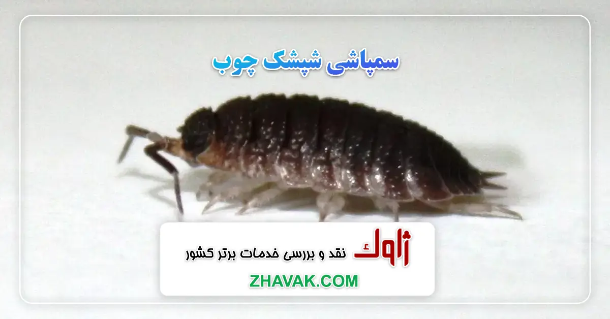 Read more about the article سمپاشی شپشک چوب